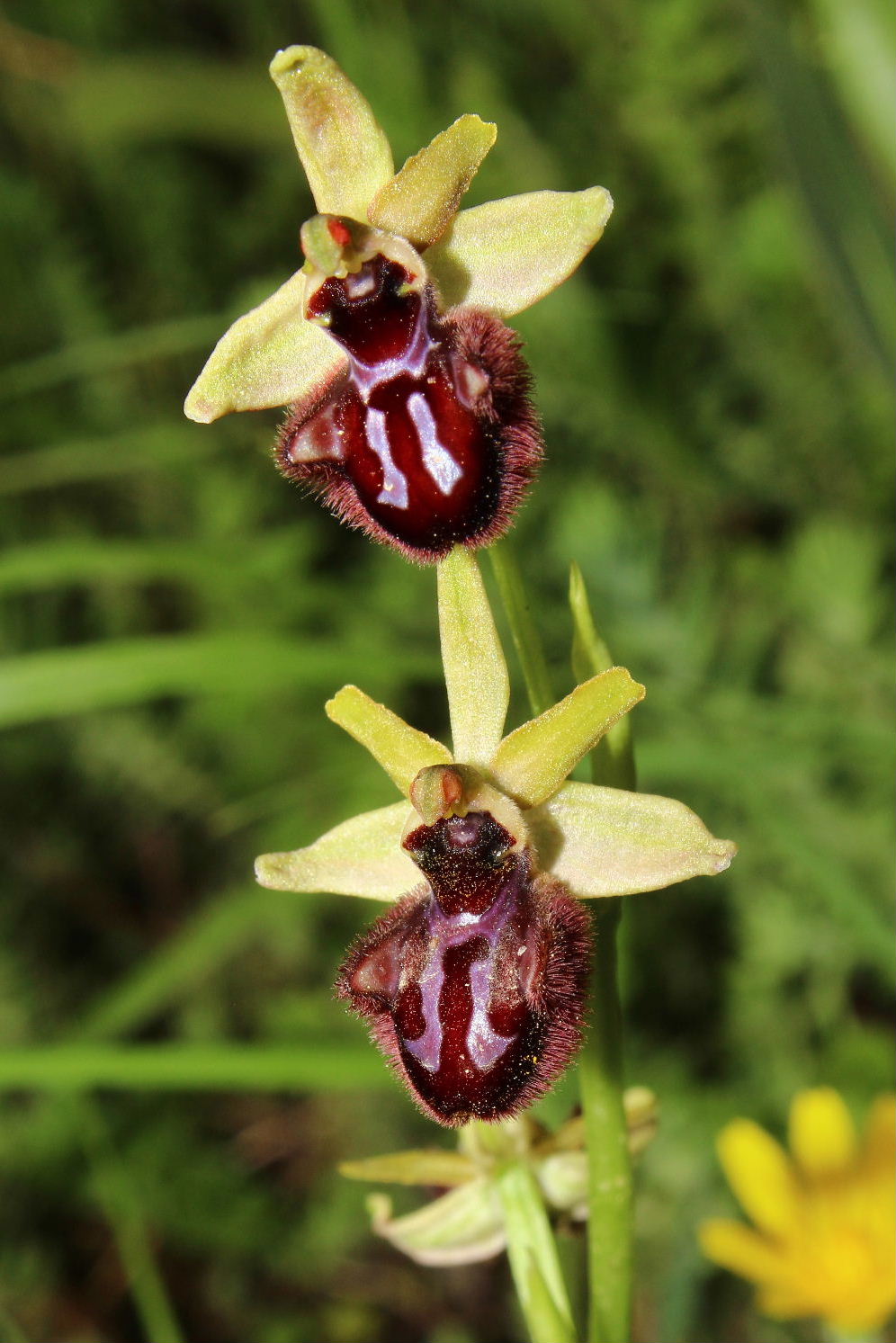 Orchidee dell''Imperiese